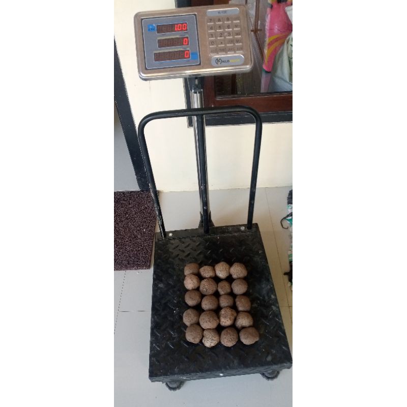 

Bibit Bubil Porang Superan 1 kg Dorman/Ripah
