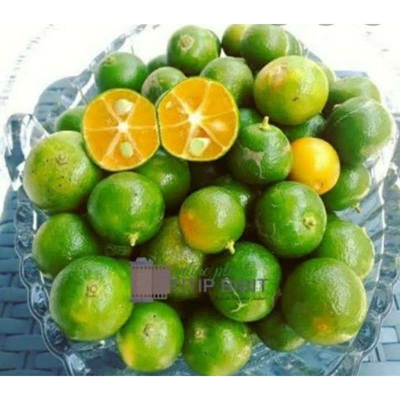 

jeruk kolomode super