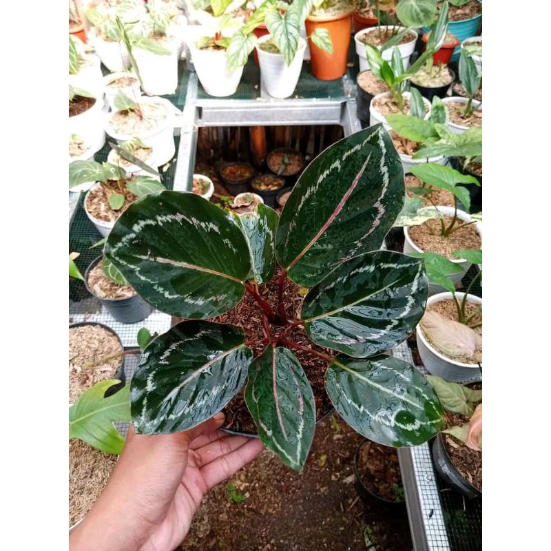 TANAMAN HIAS CALATHEA GREEN LIPSTIK