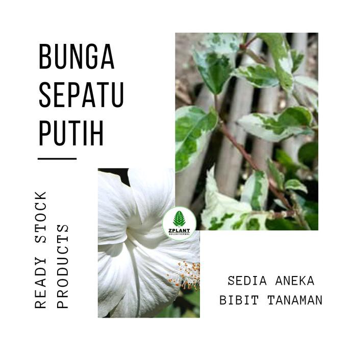 Big Sale♨❐ Tanaman Bunga Sepatu Putih Variegata - Bibit Pohon Kembang Hias Daun