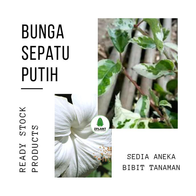 Jual Trend Tanaman Bunga Sepatu Putih Variegata Bibit Pohon Kembang