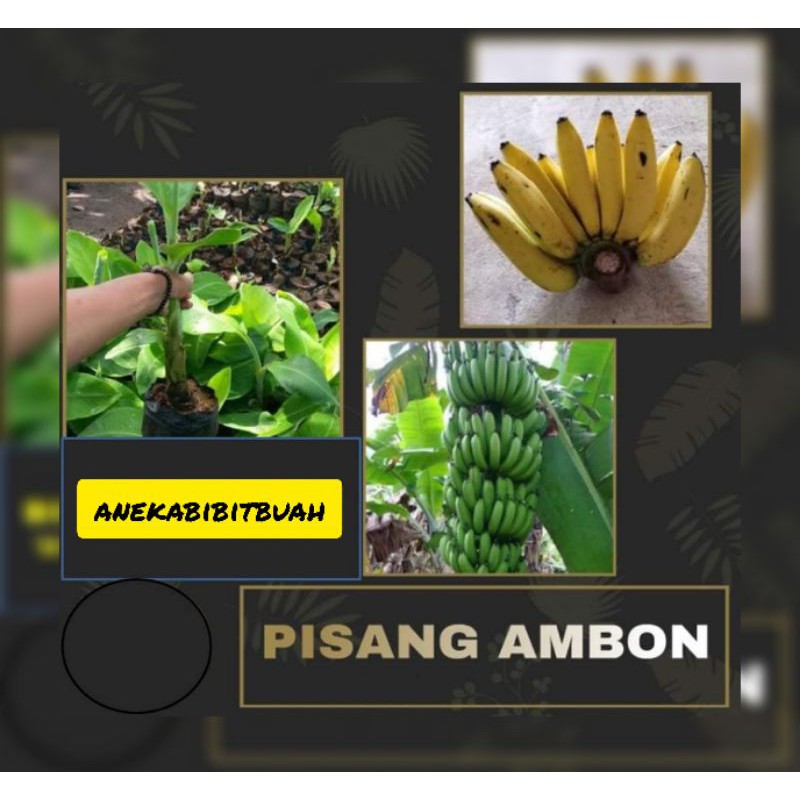 BIBIT PISANG AMBON SUPER