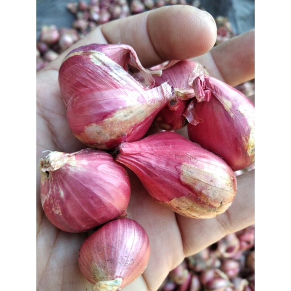 

bawang merah songan