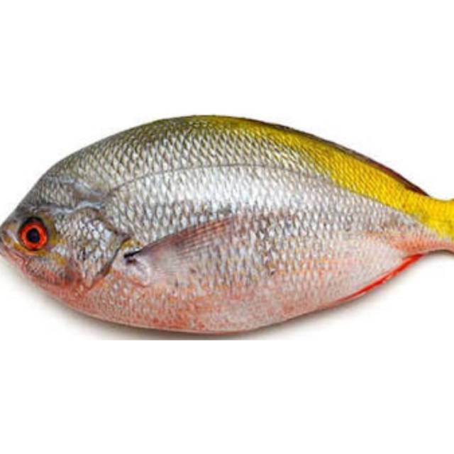 

Ikan ekor Kuning