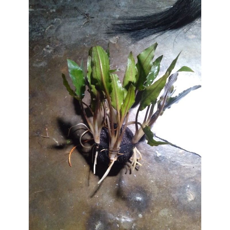 cripto media wabikusa