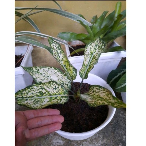 Aglonema Snow White Anakan bibit
