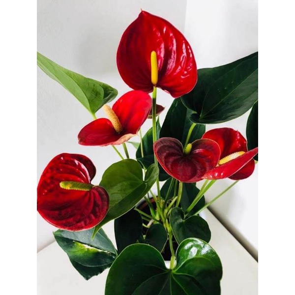 Tanaman hias hidup anthurium mickey mouse guide red maroon flow - tanaman hias hidup anthurium-bunga