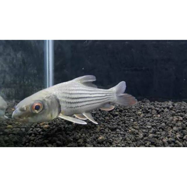 Julieni Barb /Probarbus Julieni 2 inch