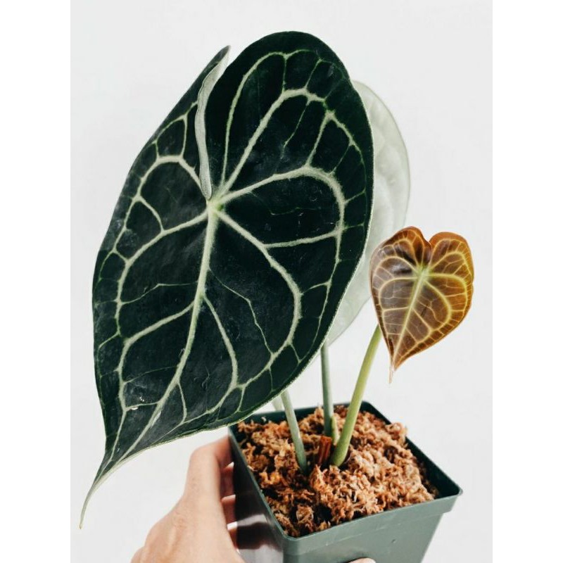 Anthurium Clarinervium Original | Kuping Gajah | Pagoda | Bangkok