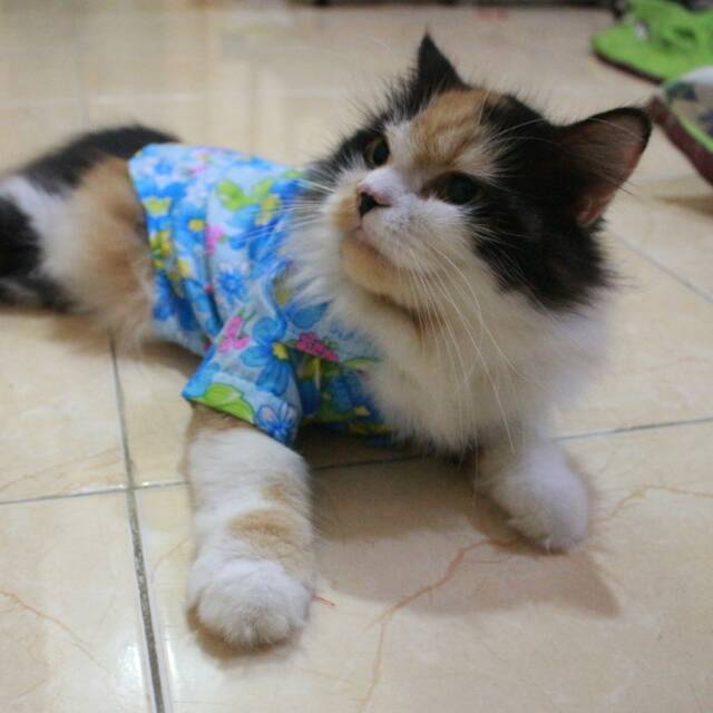 Baju pantai kucing biru lucu untuk kucing anjing / baju kucing terlaris murah size S M L XL