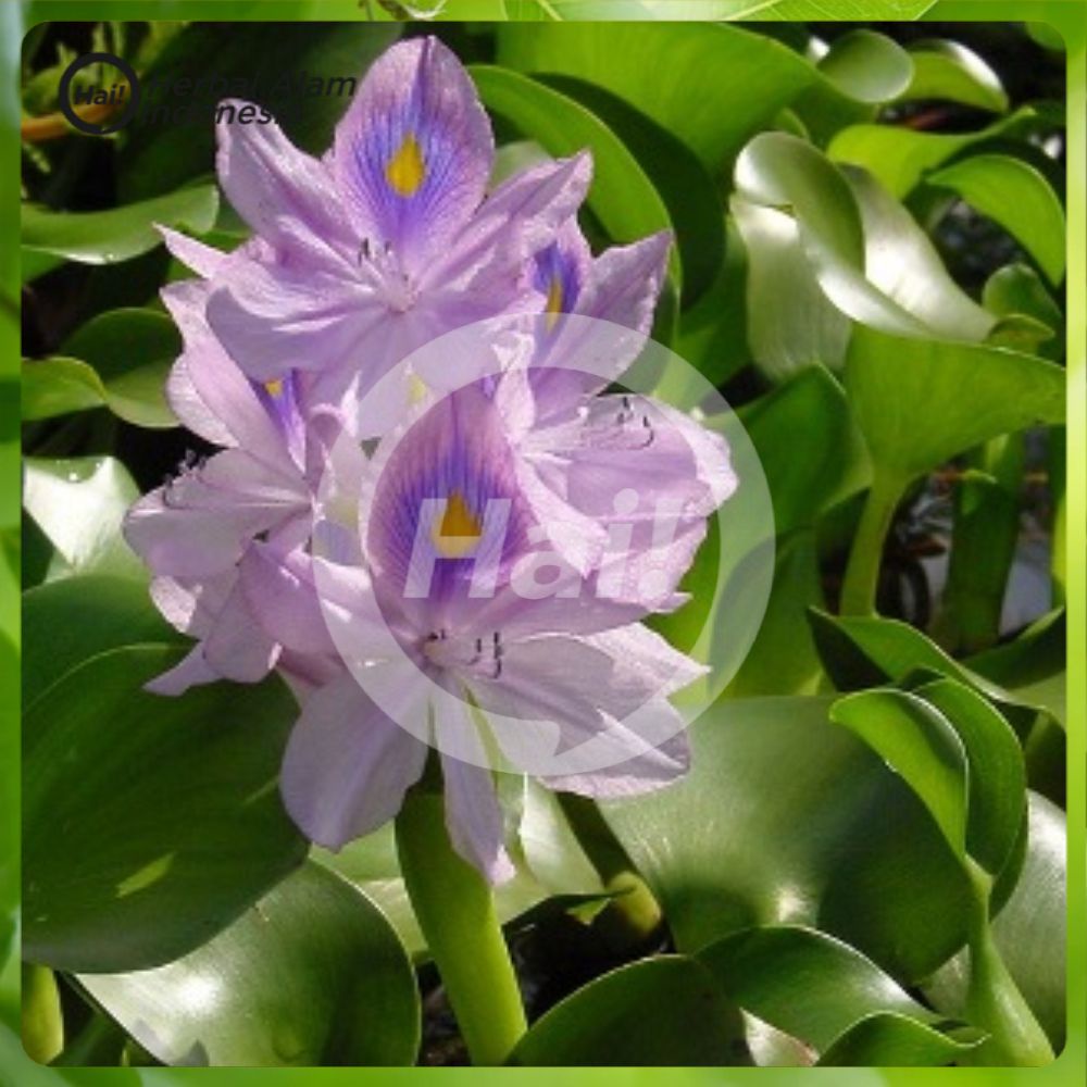 Tanaman hias air penjernih kolam tanaman hias air tanaman apung