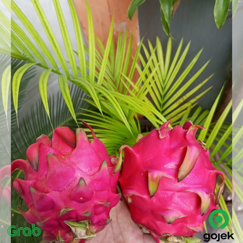 

Buah Naga Merah Fresh 1 kg