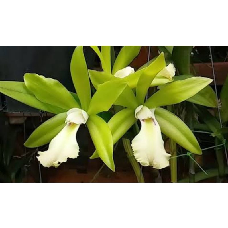 Paket Hemat anggrek cattleya