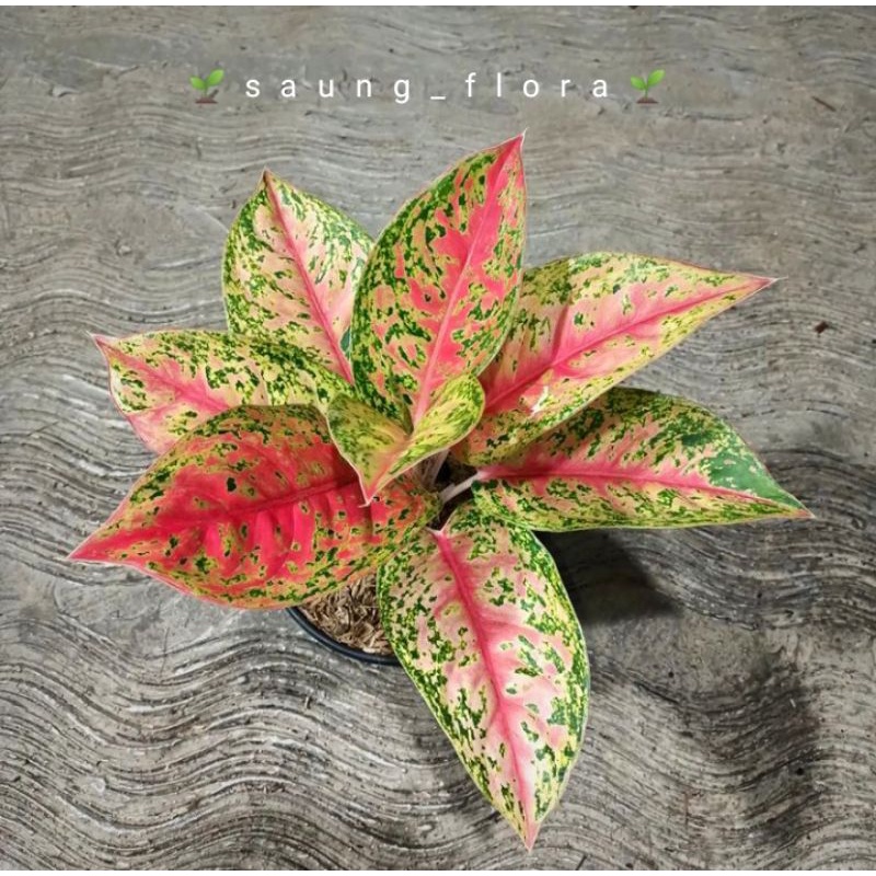 [ TERMURAH ] Aglaonema mahasety lokal sesuai pict