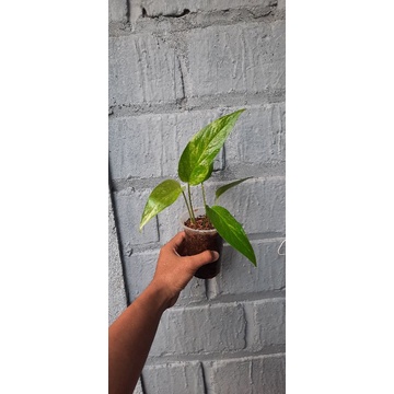 epipremnum pinatum yellow variegata