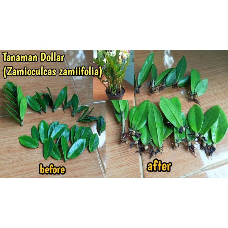 bibit zamioculcas, tanaman dolar, zamio dolar