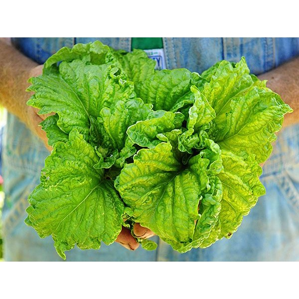 Benih Bibit Biji - Basil Tuscany Leaf Lettuce Herb Seeds - IMPORT