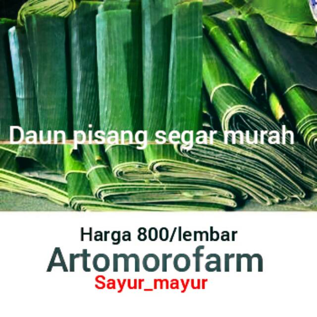 

Daun pisang murah (minimal pesan 1compet/22lembar)