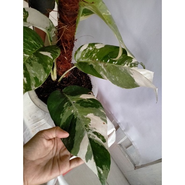 epipremnum pinatum varigata