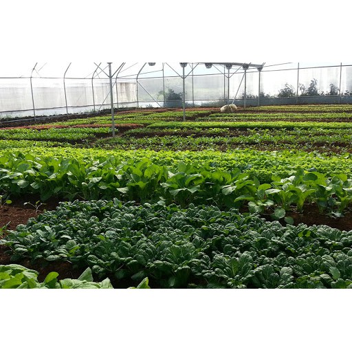 Bibit Sayuran Benih Sayur Paket Lengkap Hidroponik Kangkung Bayam Cabe Sawi Selada Terong Tomat dll-6
