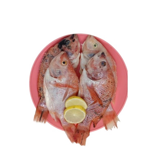 

ikan nila merah
