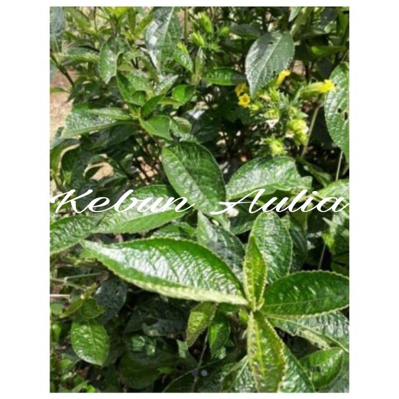 

Daun Keji Beling Segar 1kg Murah