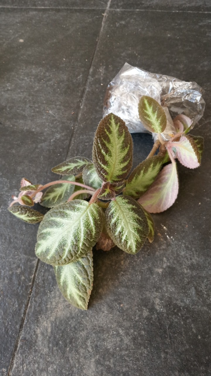 Tanaman hias episcia cupreata - tanaman gantung kekinian  