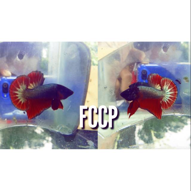 Cupang FCCP