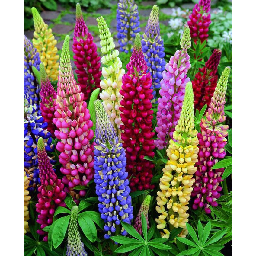 Bibit Benih Biji Bunga Lupine Mix - Biji Tanaman Pohon Bunga Lupine Mix - Bibit Bunga Lupine Mix-COD