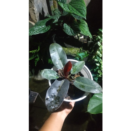 philodendron black cardinal