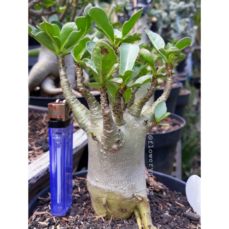 Adenium mkmk / adenium karakter