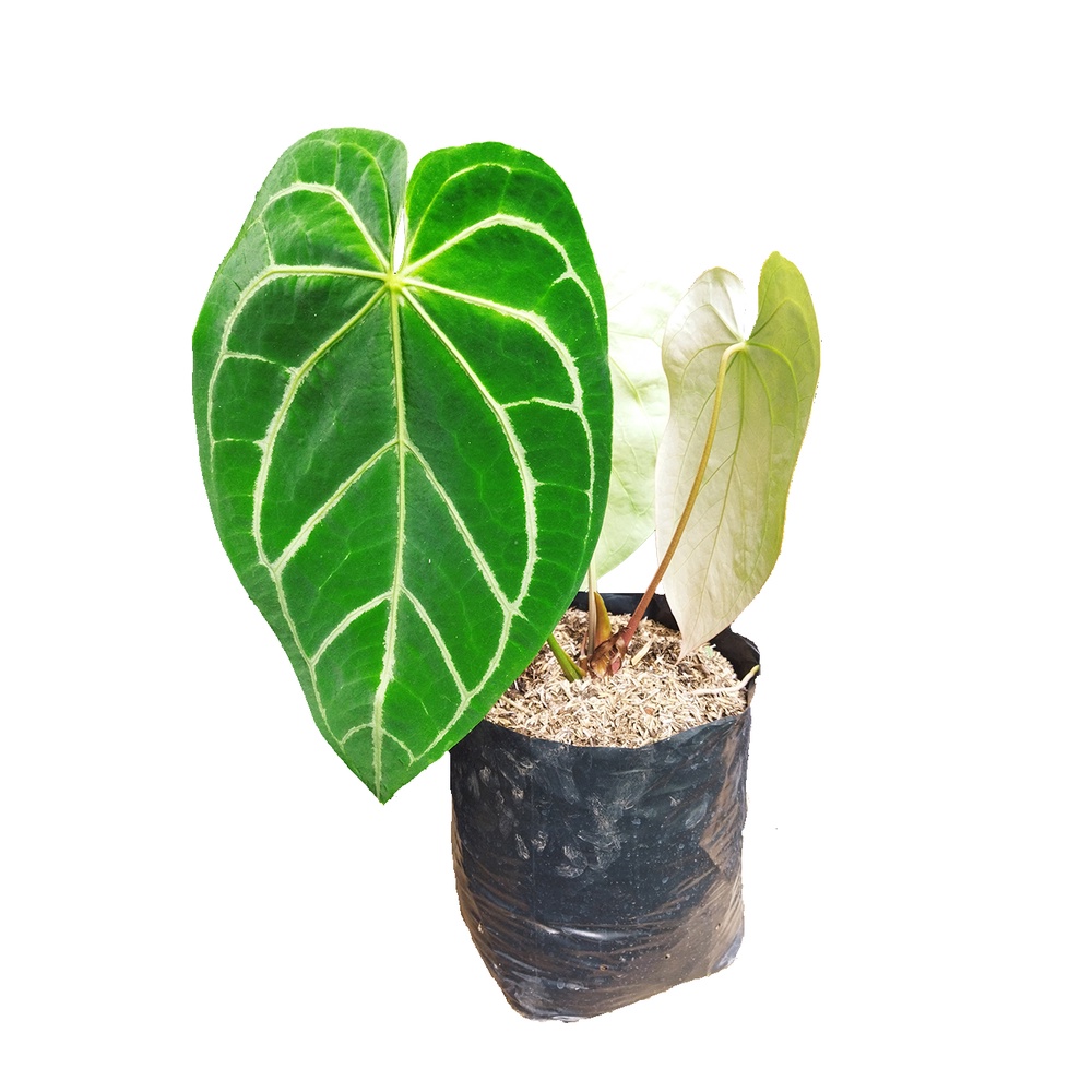Tanaman Kuping Gajah Anthurium Crystallinum Daun Besar
