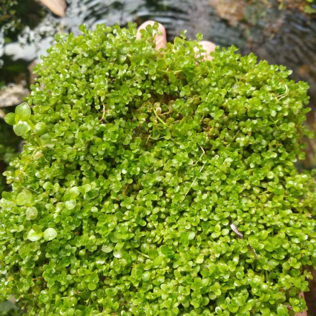 Monte Carlo tanaman aquascape