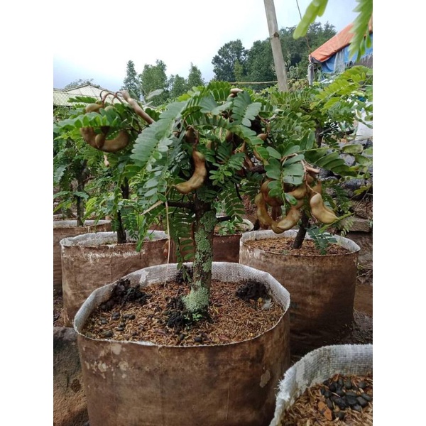 BIBIT ASEM JAWA MURAH (1mter up)bisa buat bonsai dan bisa berbuah dalam pot