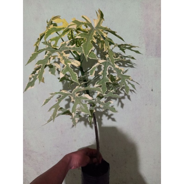 pepaya Jepang varigata beli 5 bonus 1