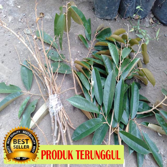 Entres/cutting/bibit durian montong/Durian Musangking