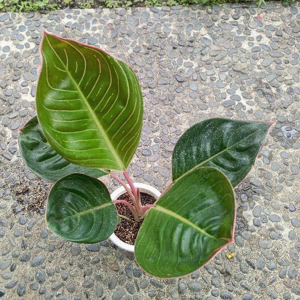 Aglonema Lipstik Greg Cobra