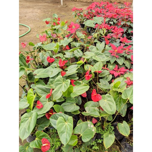 tanaman hias anthurium bunga merah