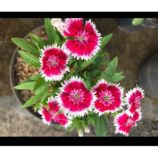 Tanaman Hias Anyelir