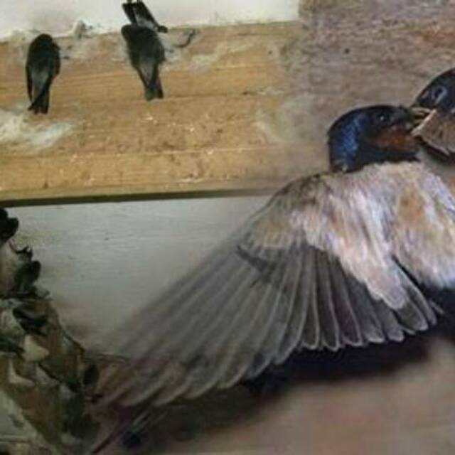 Suara Burung Walet Induk/Anak Inap dan Panggil