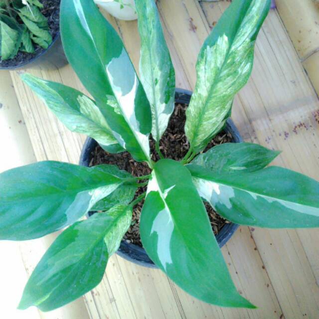 Peace Lily Variegata/Spathiphyllum Variegata