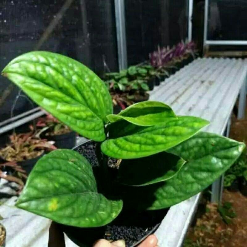 PROMO // Tanaman hias sirih badak-Tanaman hias-Anthurium sirih badak-PROMO Anthurium-Sorih badak