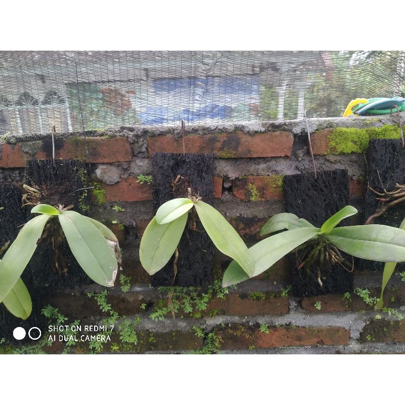 phalaenopsis amabilis