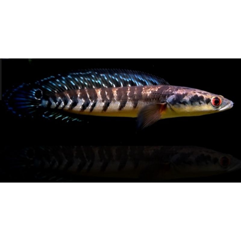 chana Maru Riau cabung