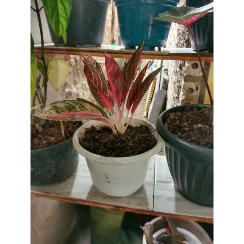 Aglonema Red Sumatra