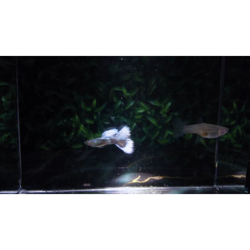 Guppy Blue lace grade++(Perpasang) Murah Garansi ikan hias aquascape aquarium
