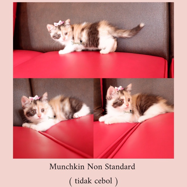 8 Fakta Kucing Munchkin Si Mungil Penuh Kontroversi