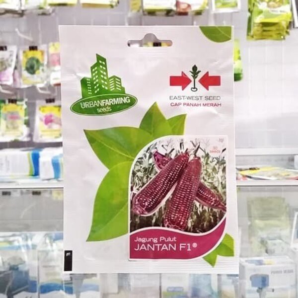 Benih Bibit Biji Jagung Manis Pulut Ketan Ungu Jantan F1 Panah Merah