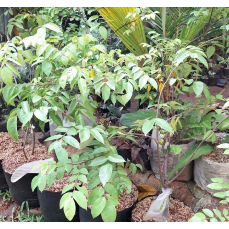 pohon buah belimbing madu / tanaman buah belimbing bangkok