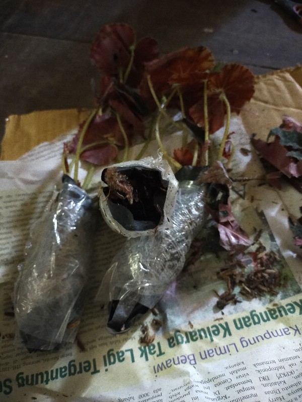 Begonia Tiger Tanaman Hias